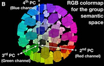 Scientists construct first map of how the brain organizes everything we ...